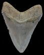 Megalodon Tooth - North Carolina #67302-2